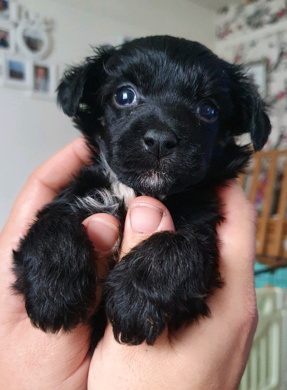 chinese crested gumtree